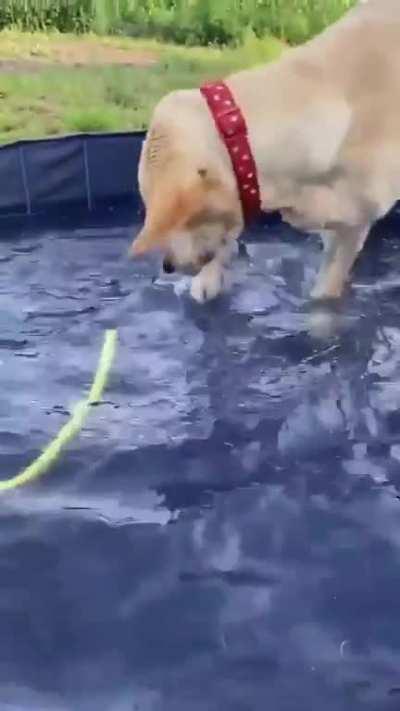 It's the pool's fault [Source: WeRateDogs]