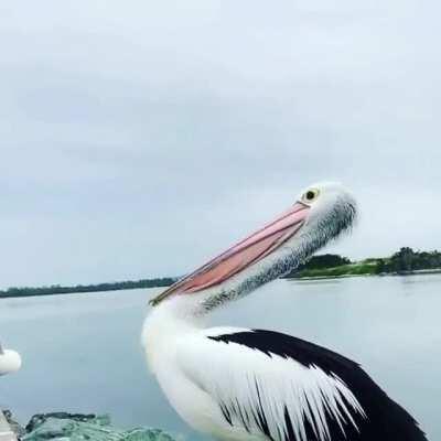 A pelican yawning