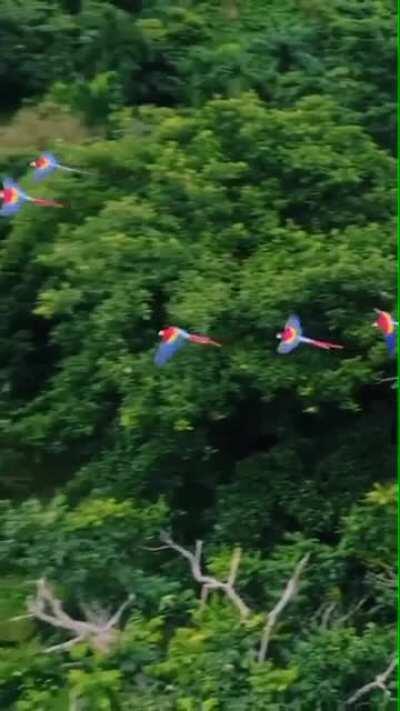 The colors of these Macaws in Costa Rica