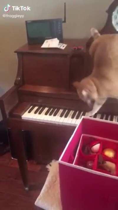 Cat learns to play the piano