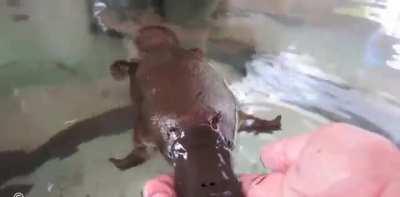 This platypus loves belly scritches