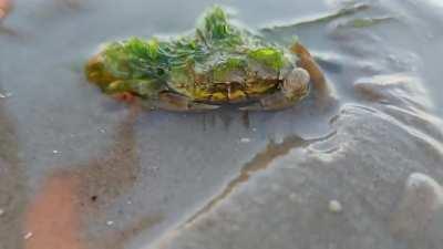 A crab looking like a plant