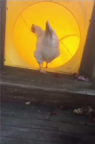 My chicken people need me