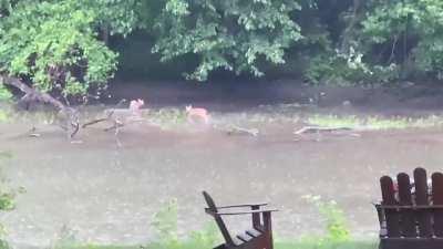 Fawns playing in the river behind my parents house 🥰