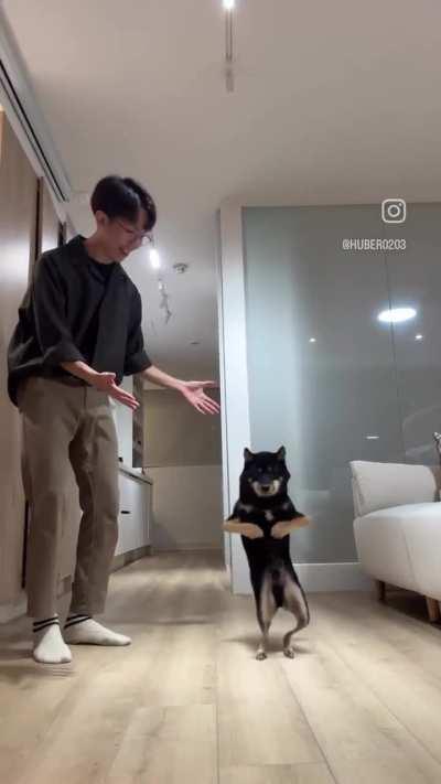 Teaching a dog how to dance