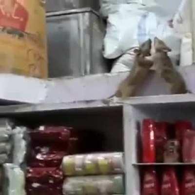 Mice wrestling on a shop shelf. (with Olympic commentary)