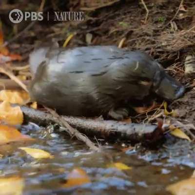 🔥The Platypus - a venomous, egg-laying mammal. In 1799, scientists deemed it to be a fake animal of various sewn-together parts while studying a preserved body. 