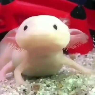 An axolotl with lightning fast reflexes