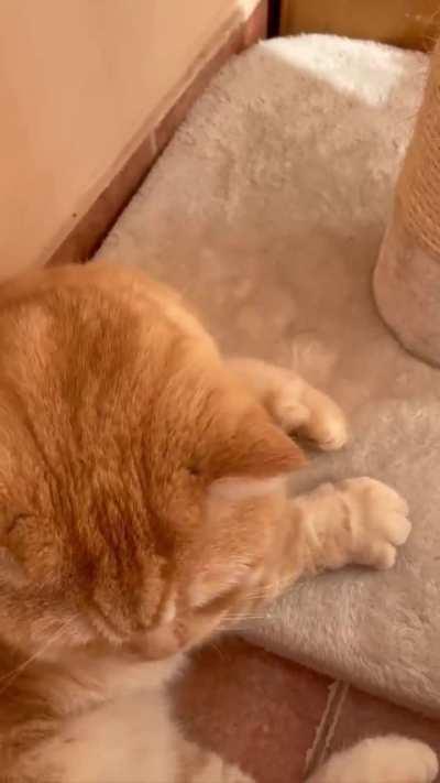 I love that orange's paws so much