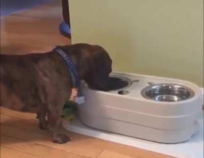 This Doggo always offers food to his favorite toy