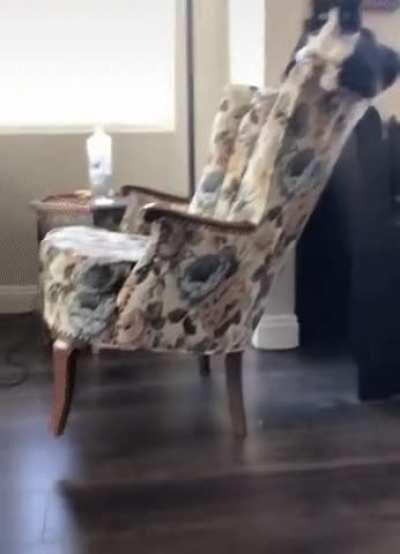 I don’t know what I’m more worried about, the cat or the chair