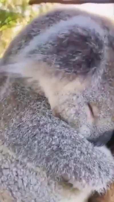 A sleepy koala