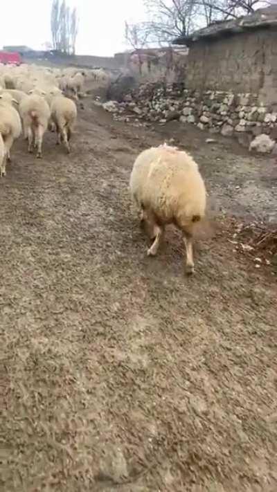 Anatolian shepherd dog puppy in training