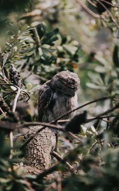 Spotted this guy outside my balcony today. Thought he looked familiar.