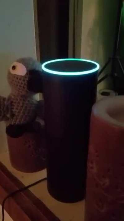 Parrot made ridiculous shopping list via Alexa