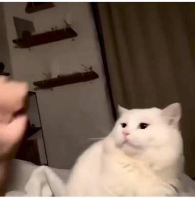 to pet a cat