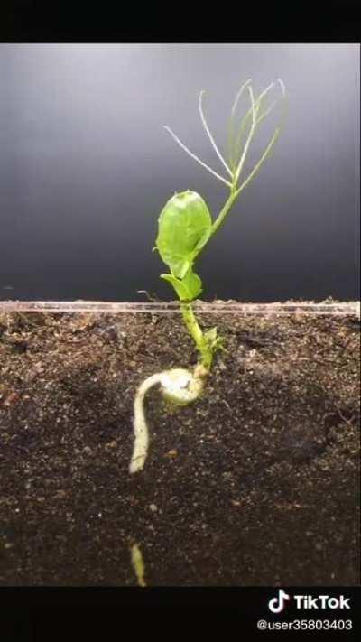 Time lapse of a seed growing into a plant