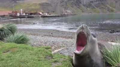 Screaming seal