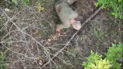 A surrendering Russian soldier gets a drink airdropped by a Ukrainian drone as he crawls towards UA lines. 