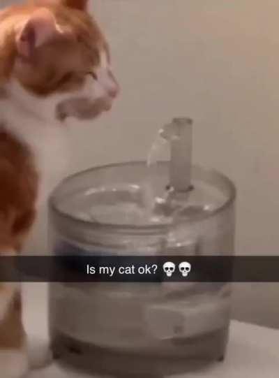 Typical orange cat drinking water