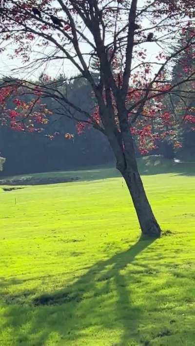 A f*cking crow just flew away with my golf ball