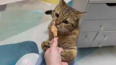 It's getting hot so his owner made him cat ice cream. He loved it.