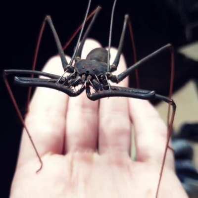 🔥 Amblypygi, also known as whip spiders and tailless whip scorpions. They are sometimes sold and kept as pets.