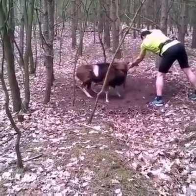 Cyclist frees a mountain goat that got its horns trapped around a tree