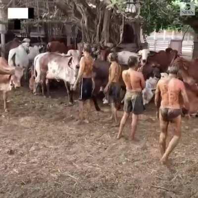 In India, people are covering themselves in cow shit and piss as a Covid-19 cure