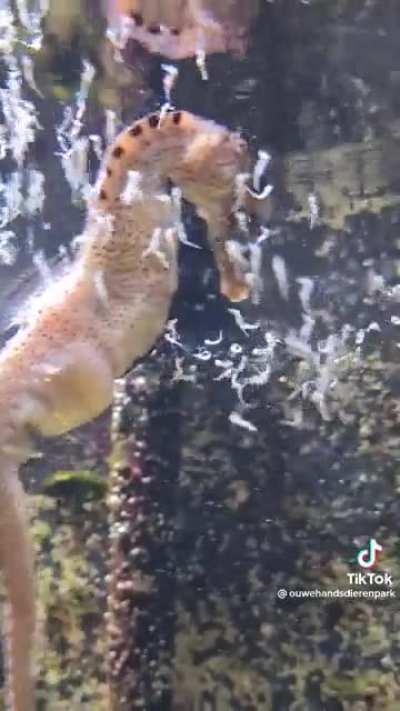 A seahorse giving birth