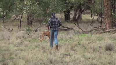 Man punches kangaroo to save his dog.