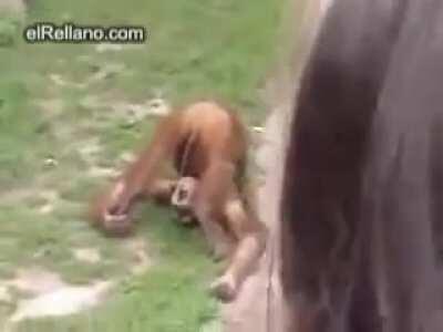 Monkey pissing in his own mouth