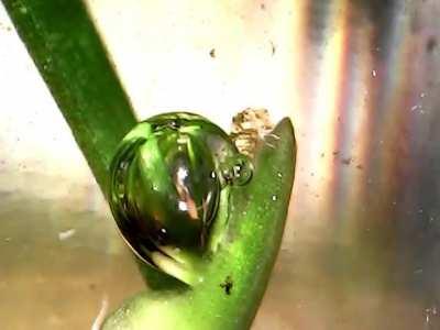 Photosynthesis in action. This is some pond weed producing oxygen in real time.