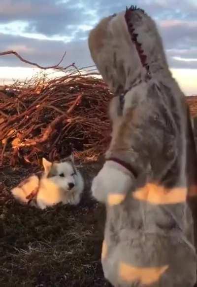 Nenets kid with pup