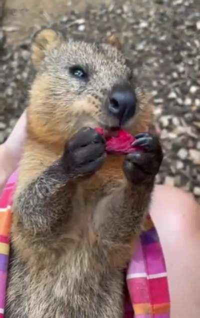 This quokka is a food lover