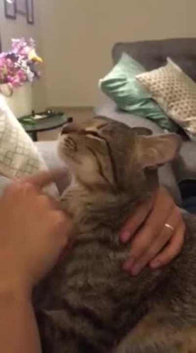 Lazy kitty letting his owner groom for him