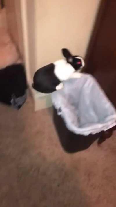 This bunny loves jumping in the trash can!