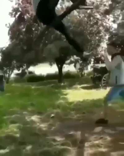 Dude falling from branch (NSFW)