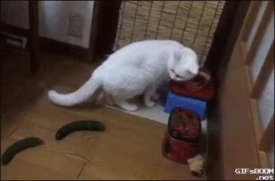 Cat gets scared by cucumbers