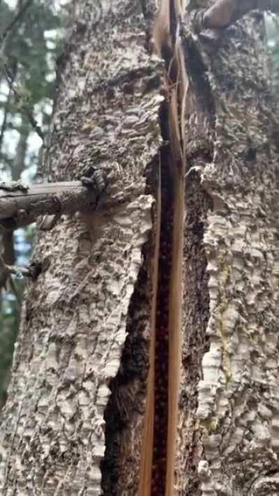 🔥 Ladybugs inside a tree