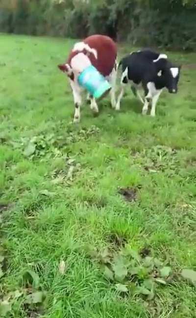 The cow goes *Bonk*