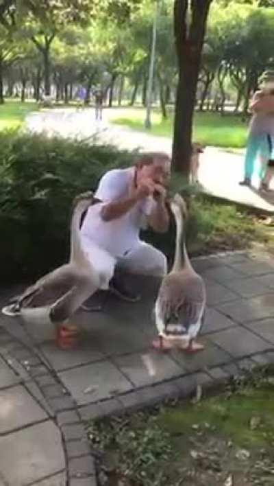 Geese enjoy human's harmonica.