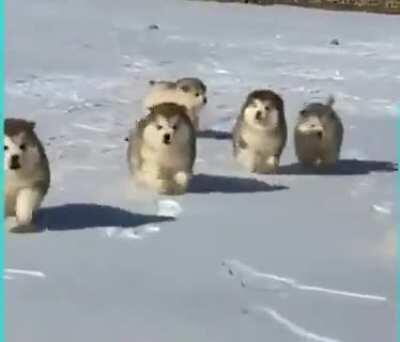 Chonky floof balls playing in the snow