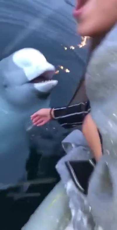 Beluga Whale Retrieving a Girl’s Phone