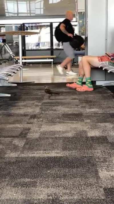 Just a bird in an airport with croc-socks guy….