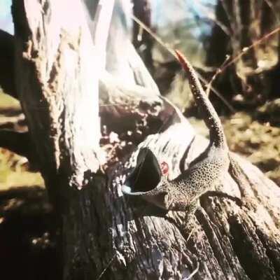 This is the Golden-Tailed Gecko’s threat display in slow motion. It opens its mouth wide showing its black/blue lining similar to a Black Mamba. Then it lifts its tail like a scorpion and shoots out a sticky, foul smelling liquid keeping predators away