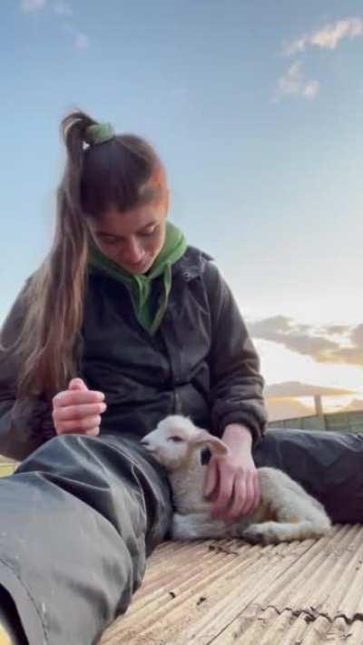 Adorable Baby Lamb Enjoying Scritches