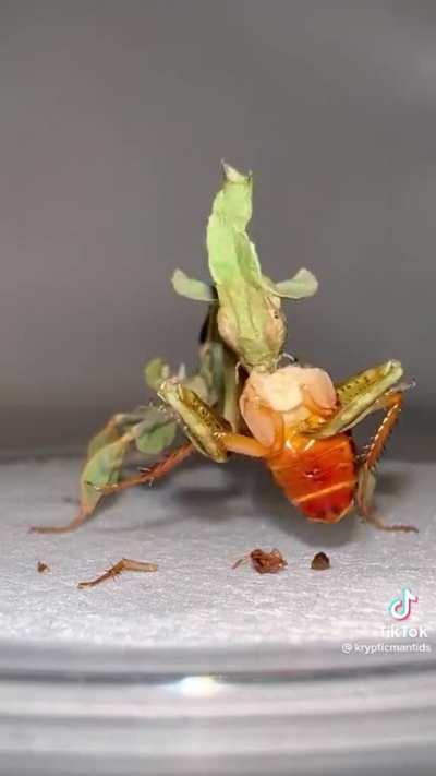 Ghost Mantis devouring a roach