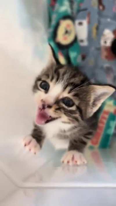 Jailed Kittens Demand Freedom (TikTok: cutebabyfostercats)