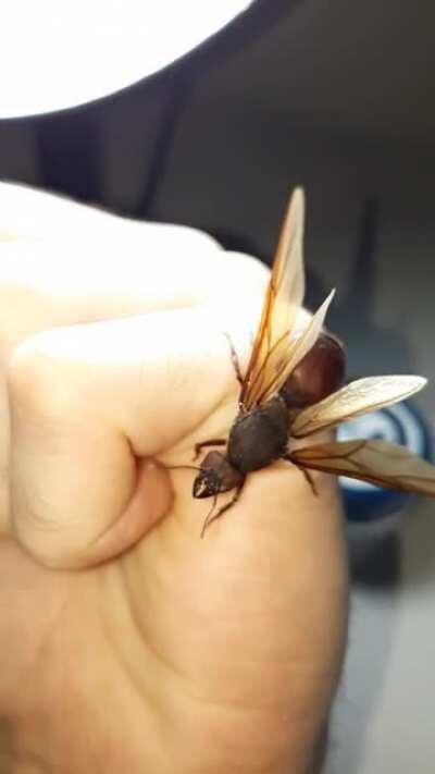 Atta sp. queen I found today, they're flying now here in southeast Brazil. What a big ass ant (literally).